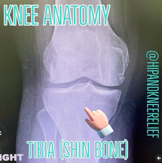Knee anatomy tibia