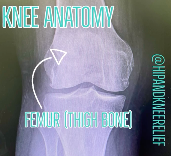 Knee anatomy femur